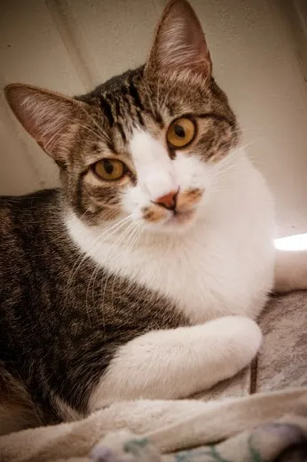 Gato ra a SRD idade 1 ano nome Tico e Madô