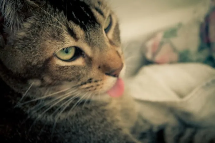 Gato ra a SRD idade 1 ano nome Tico e Madô