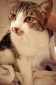 Tico e Madô