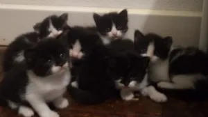 Gato raça não tem idade Abaixo de 2 meses nome vários