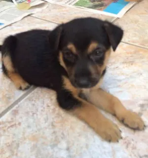Cachorro raça SRD idade Abaixo de 2 meses nome Filhote