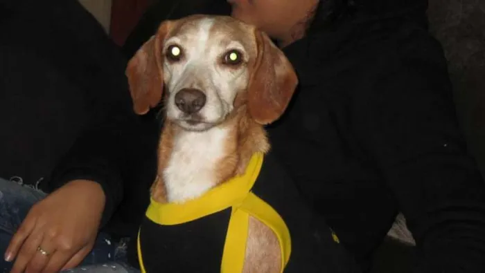 Cachorro ra a SRD idade 3 anos nome Charlie