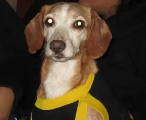 Cachorro raça SRD idade 3 anos nome Charlie