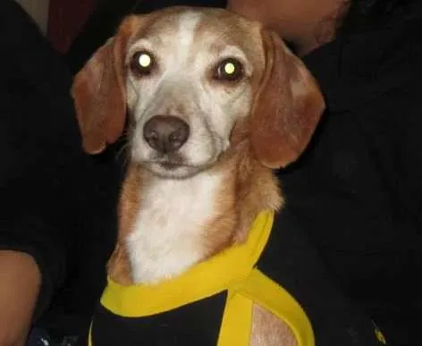 Cachorro ra a SRD idade 3 anos nome Charlie