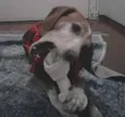 Charlie