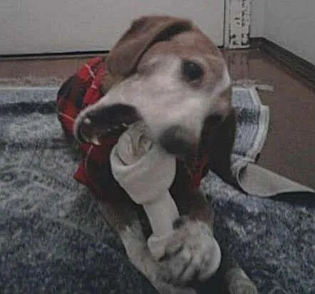 Cachorro ra a SRD idade 3 anos nome Charlie