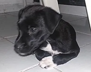 Cachorro raça Vira Lata idade 2 a 6 meses nome Neguinha