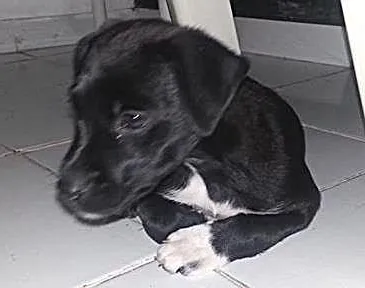 Cachorro ra a Vira Lata idade 2 a 6 meses nome Neguinha
