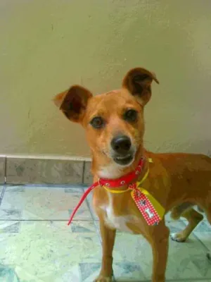 Cachorro raça srd idade 2 anos nome spike