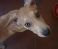 Nina