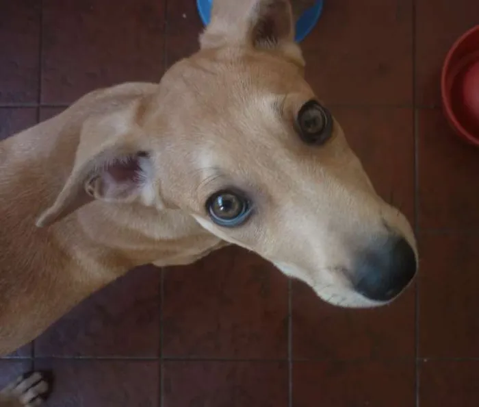 Cachorro ra a SRD idade 2 a 6 meses nome Nina