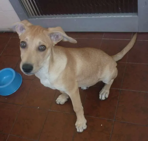 Cachorro ra a SRD idade 2 a 6 meses nome Nina
