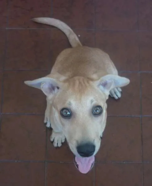 Cachorro ra a SRD idade 2 a 6 meses nome Nina