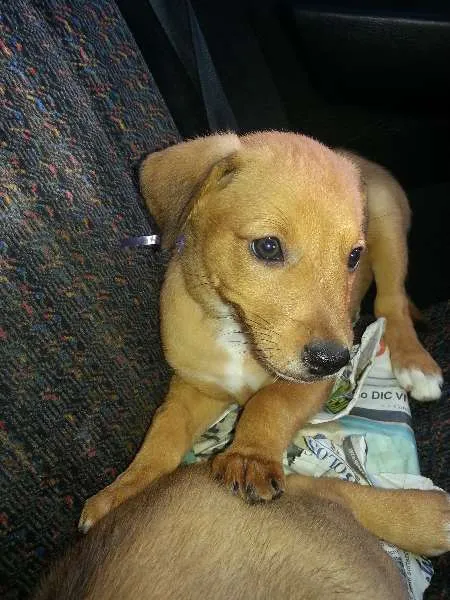 Cachorro ra a Vira Lata idade Abaixo de 2 meses nome Sem nome