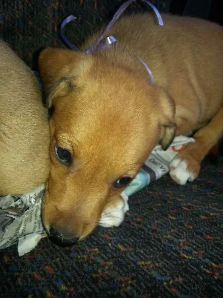 Cachorro ra a Vira Lata idade Abaixo de 2 meses nome Sem nome