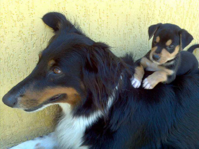 Cachorro ra a Vira Lata idade Abaixo de 2 meses nome Sem nome