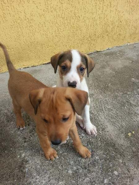 Cachorro ra a Vira Lata idade Abaixo de 2 meses nome Sem nome