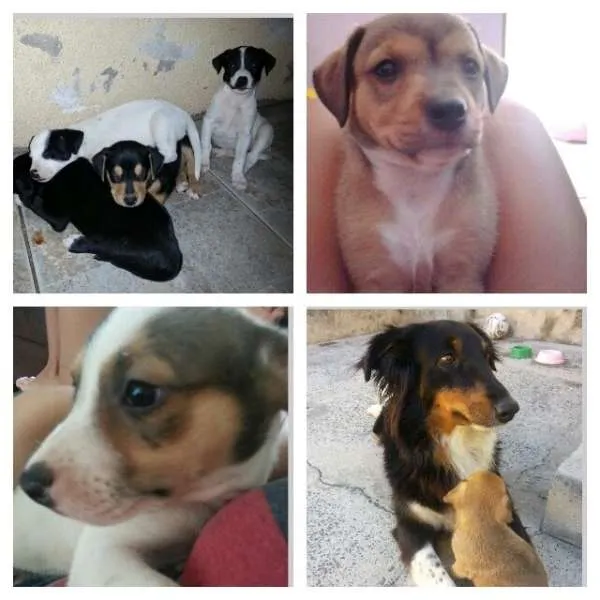 Cachorro ra a Collie com Viralata idade 2 a 6 meses nome Sem nome