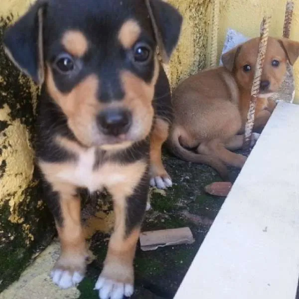 Cachorro ra a Collie com Viralata idade 2 a 6 meses nome Sem nome