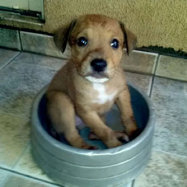 Cachorro ra a Collie com Viralata idade 2 a 6 meses nome Sem nome