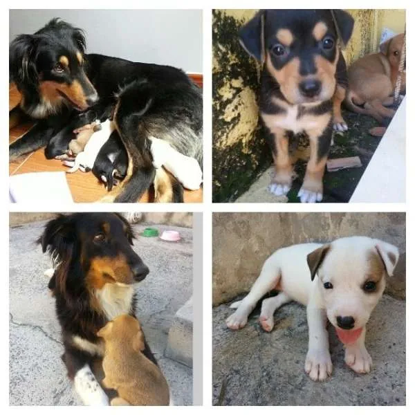 Cachorro ra a Collie com Viralata idade 2 a 6 meses nome Sem nome
