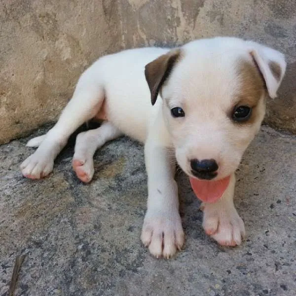 Cachorro ra a Collie com Viralata idade 2 a 6 meses nome Sem nome