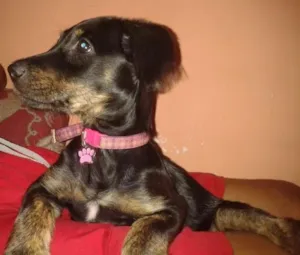 Cachorro raça vira-lata idade 2 a 6 meses nome Madiba