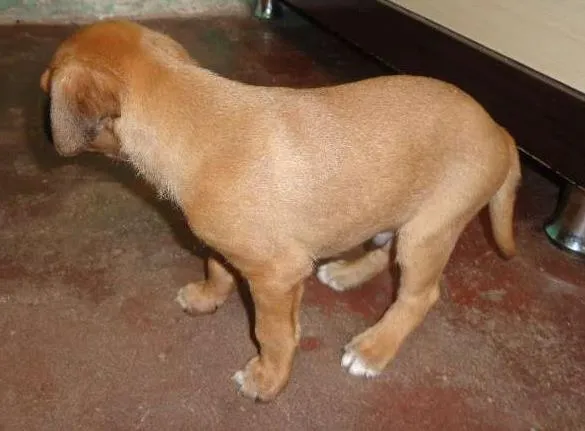 Cachorro ra a SRD idade Abaixo de 2 meses nome Filhote