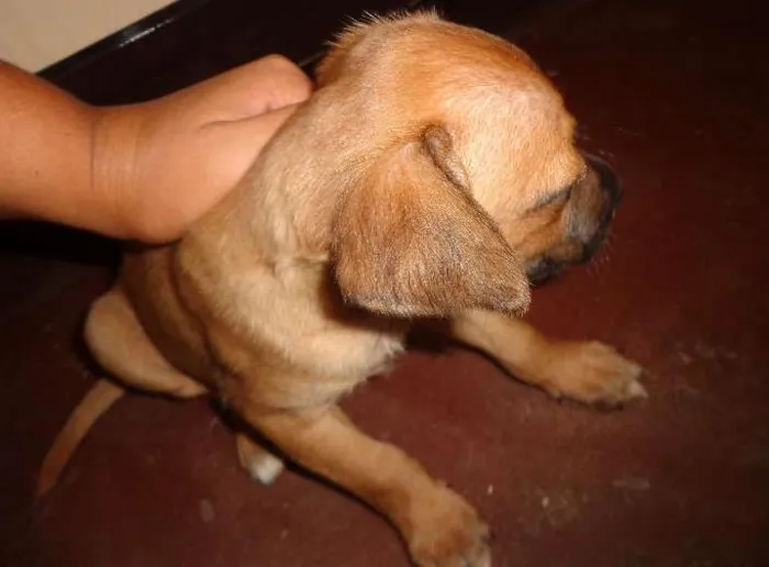 Cachorro ra a SRD idade Abaixo de 2 meses nome Filhote