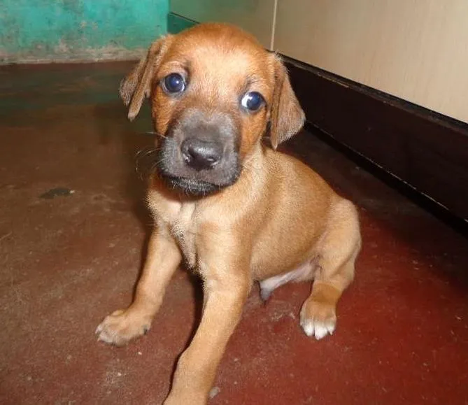 Cachorro ra a SRD idade Abaixo de 2 meses nome Filhote