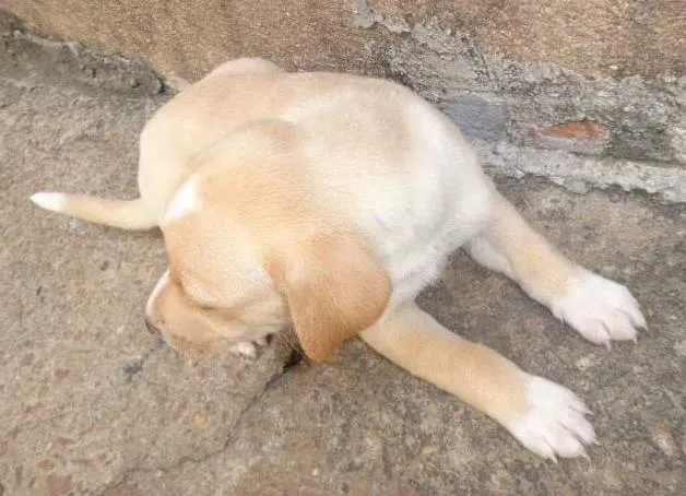 Cachorro ra a SRD idade Abaixo de 2 meses nome Filhote