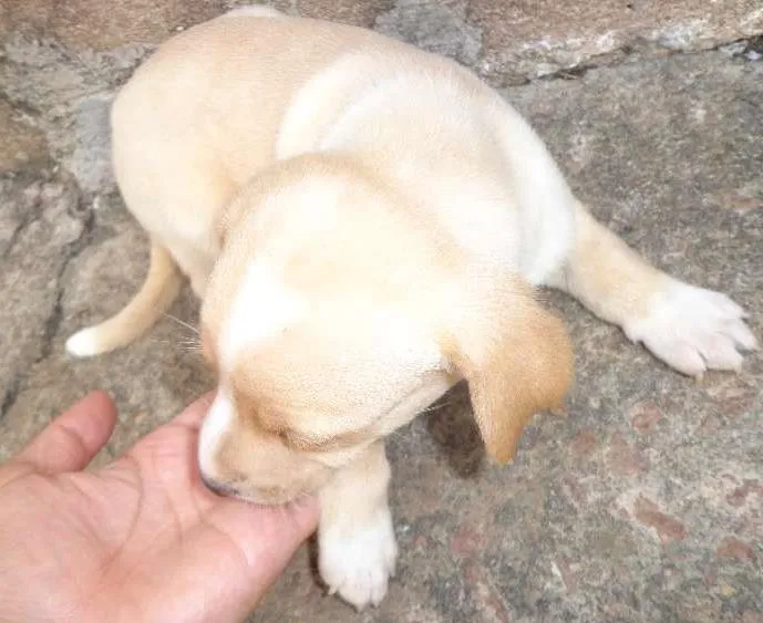 Cachorro ra a SRD idade Abaixo de 2 meses nome Filhote