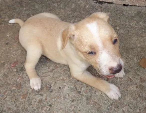 Cachorro ra a SRD idade Abaixo de 2 meses nome Filhote