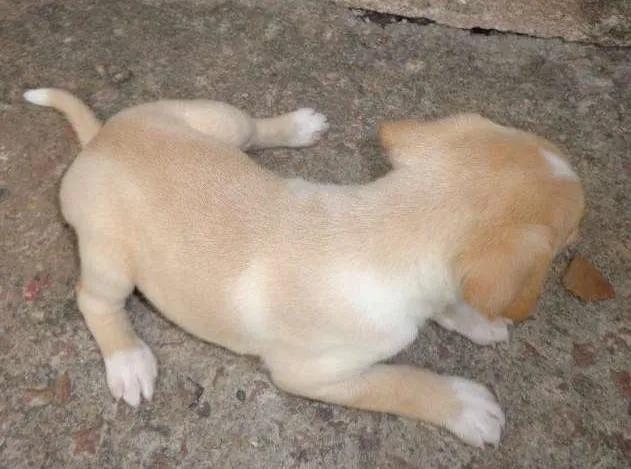 Cachorro ra a SRD idade Abaixo de 2 meses nome Filhote