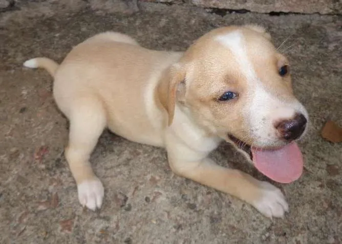 Cachorro ra a SRD idade Abaixo de 2 meses nome Filhote