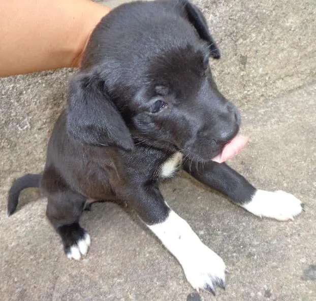 Cachorro ra a SRD idade Abaixo de 2 meses nome Filhote