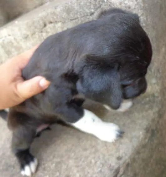 Cachorro ra a SRD idade Abaixo de 2 meses nome Filhote