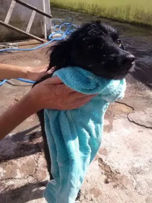 Cachorro raça SRD idade 7 a 11 meses nome Pequena