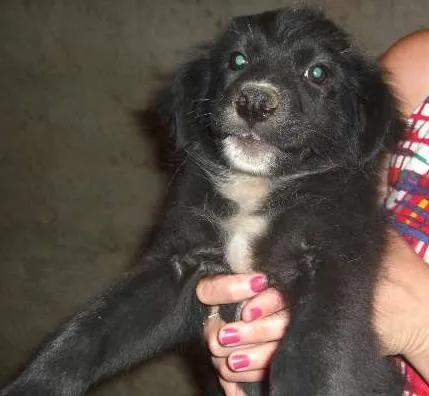 Cachorro raça  idade 2 a 6 meses nome ainda não tem