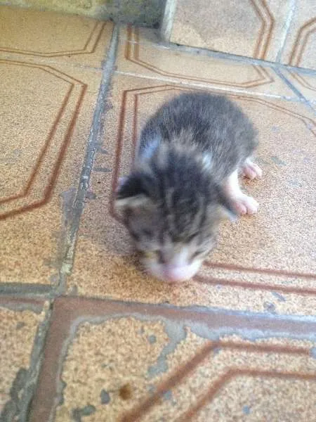Gato ra a SRD idade Abaixo de 2 meses nome a criterio da pessoa 