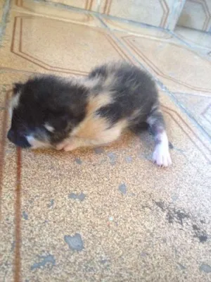 Gato raça SRD idade Abaixo de 2 meses nome a criterio da pessoa 