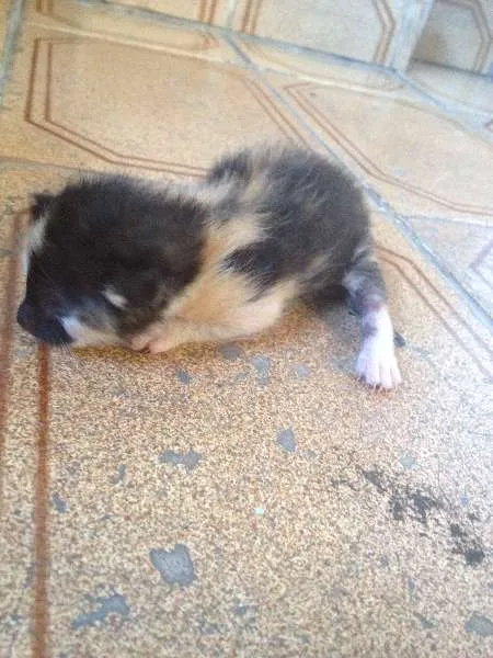 Gato ra a SRD idade Abaixo de 2 meses nome a criterio da pessoa 