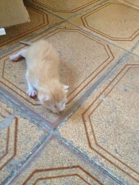 Gato ra a SRD idade Abaixo de 2 meses nome a criterio da pessoa 