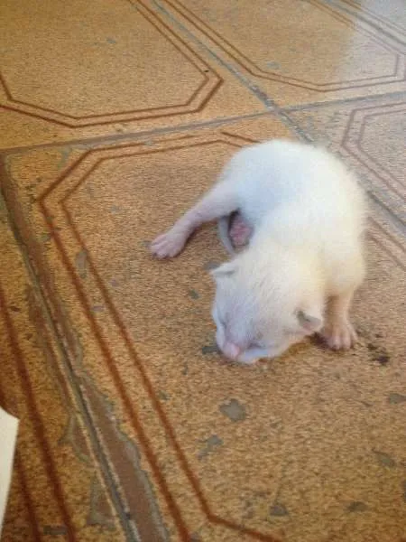 Gato ra a SRD idade Abaixo de 2 meses nome a criterio da pessoa 