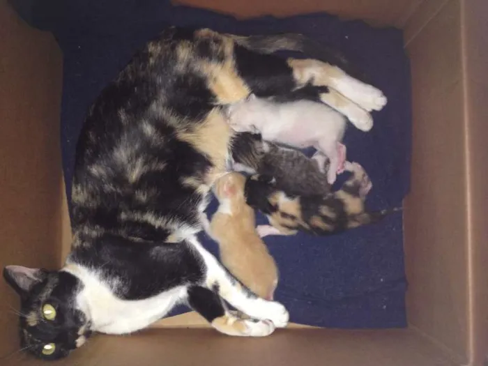 Gato ra a SRD idade Abaixo de 2 meses nome a criterio da pessoa 