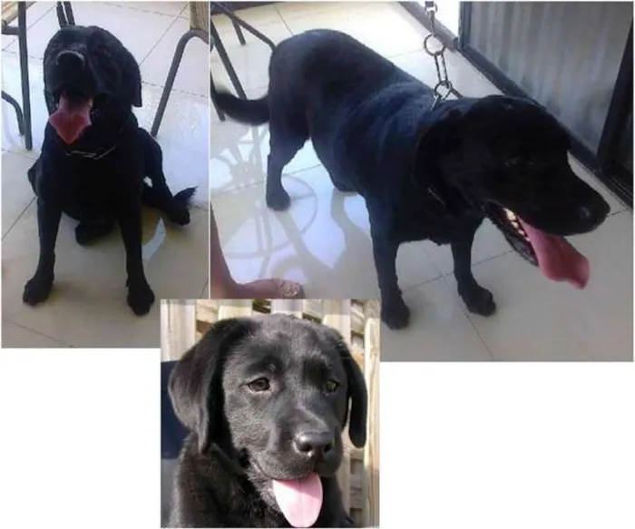 Cachorro raça Labrador idade 2 anos nome MIKE