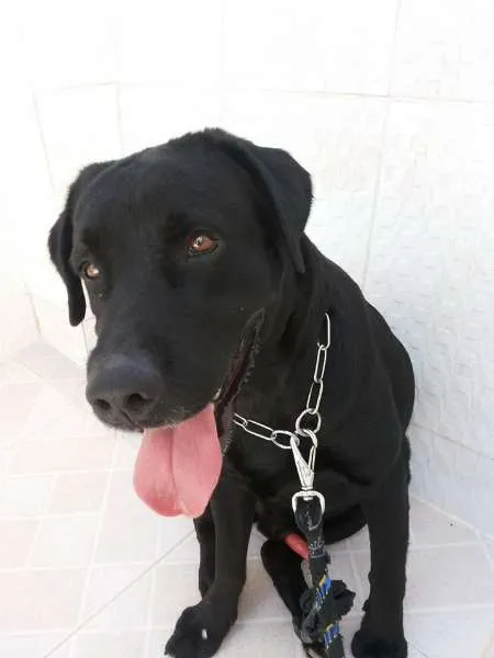 Cachorro raça Labrador idade 2 anos nome MIKE
