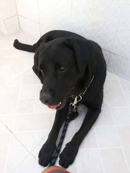 Cachorro raça Labrador idade 2 anos nome MIKE
