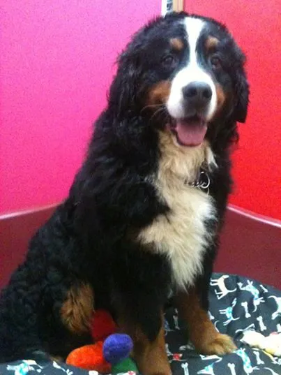 Cachorro ra a Bernese idade 6 ou mais anos nome Zé