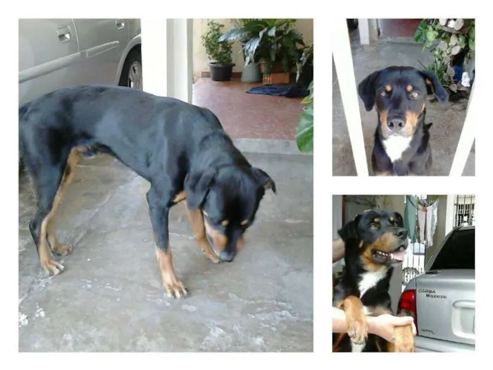 Cachorro ra a Rottweiler idade 2 anos nome Snow